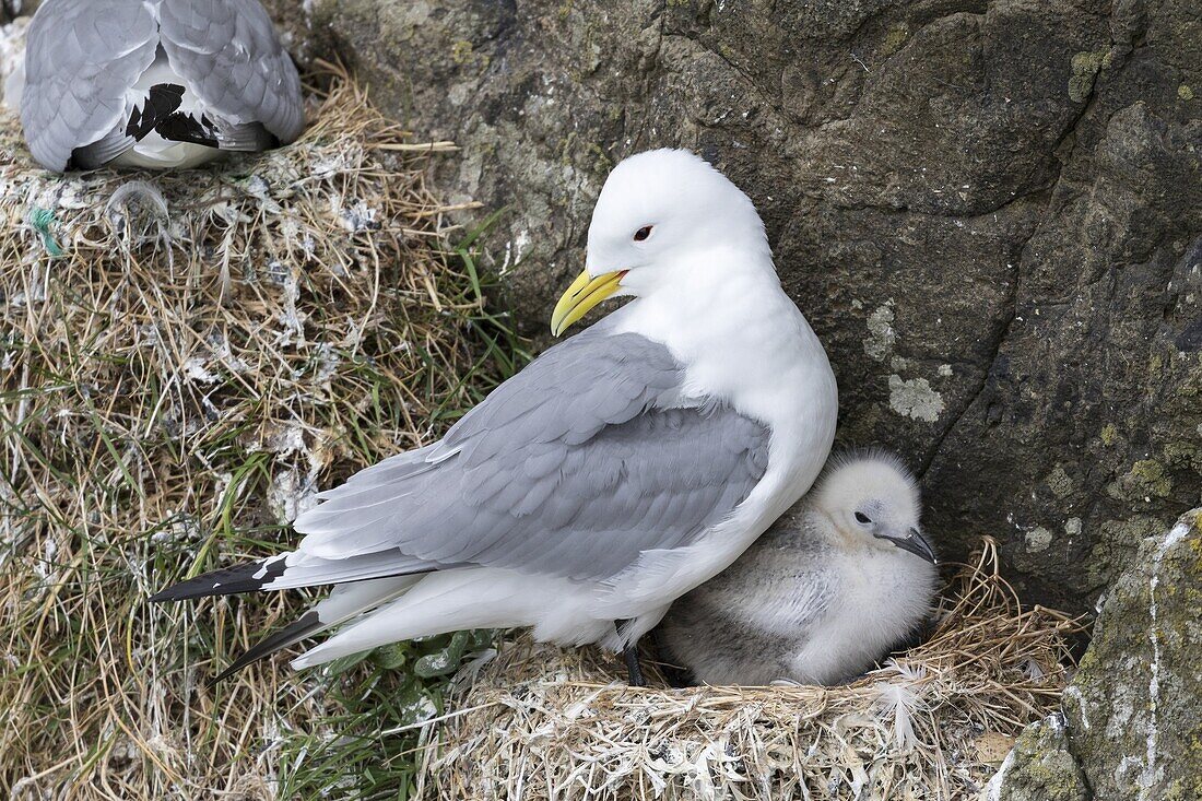 Schwarzköpfige Dreizehenmöwe (Rissa tridactyla), Kolonie in den Klippen der Insel Mykines, Teil der Färöer im Nordatlantik. Europa, Nordeuropa, Dänemark, Färöer.