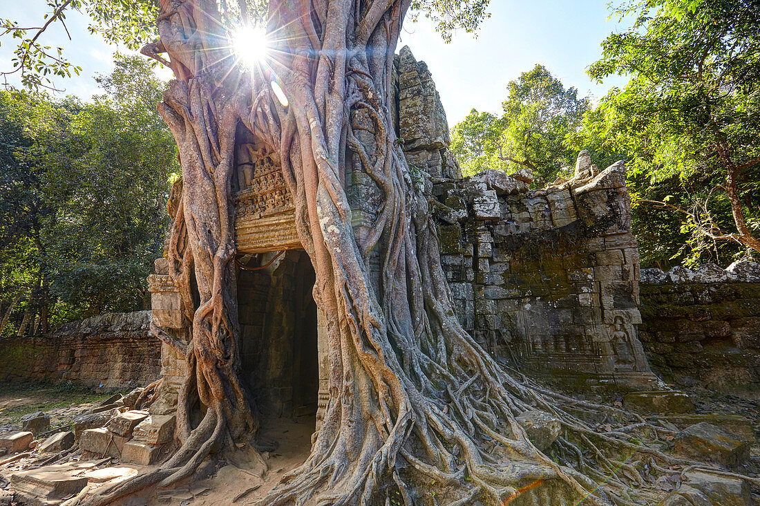 Distinctive strangler fig at Ta Som temple, Angkor, Siem Reap, Cambodia.