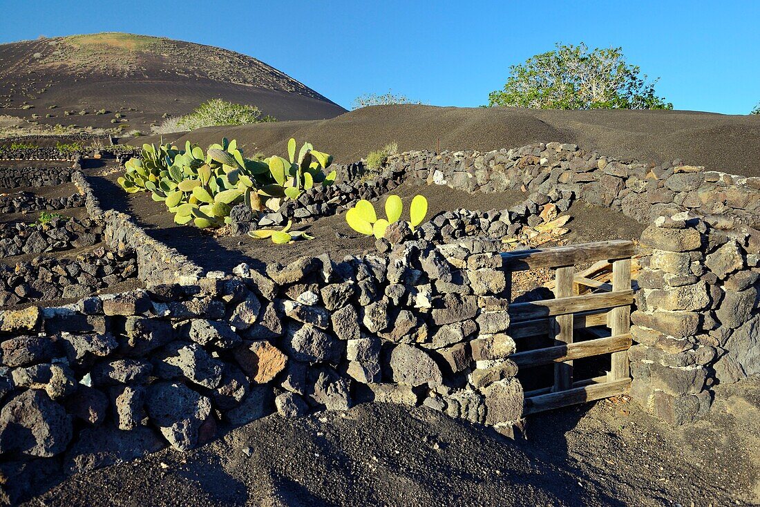 Lanzarote, Canary Islands. Traditional cinder rock walls protect cactus garden in volcanic soil landscape around La Geria.