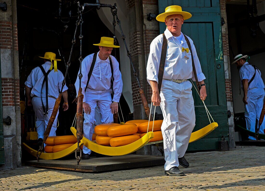 Guild cheese porters carry cheese truckles on a wooden stretcher from the balance to the market, cheese market of Alkmaar, Netherlands.