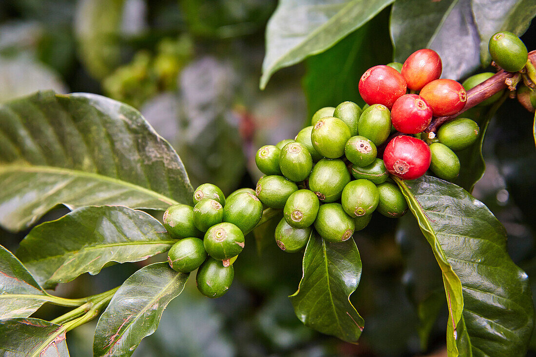 Cafetal, Coffee plantations, Coffee Cultural Landscape, Buenavista, Quindio, Colombia, South America