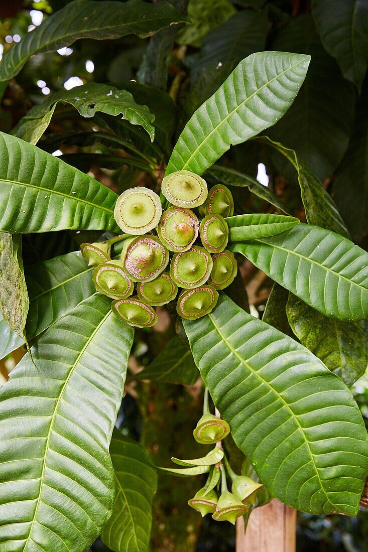 Sapote costeño, Buenavista, Quindio, Kolumbien, Südamerika