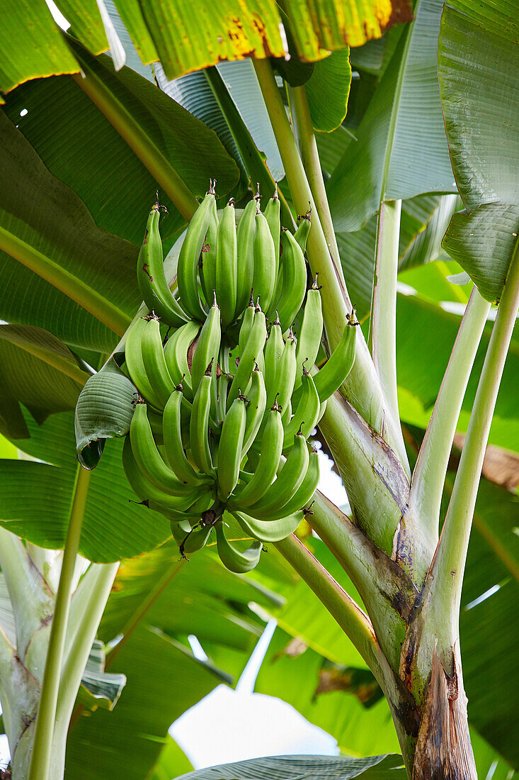 Bananenbaum, Kaffeekulturlandschaft, Buenavista, Quindio, Kolumbien, Südamerika