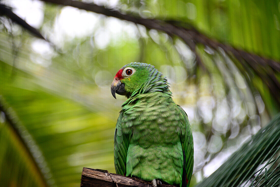 Parrot bird in Costa Rica