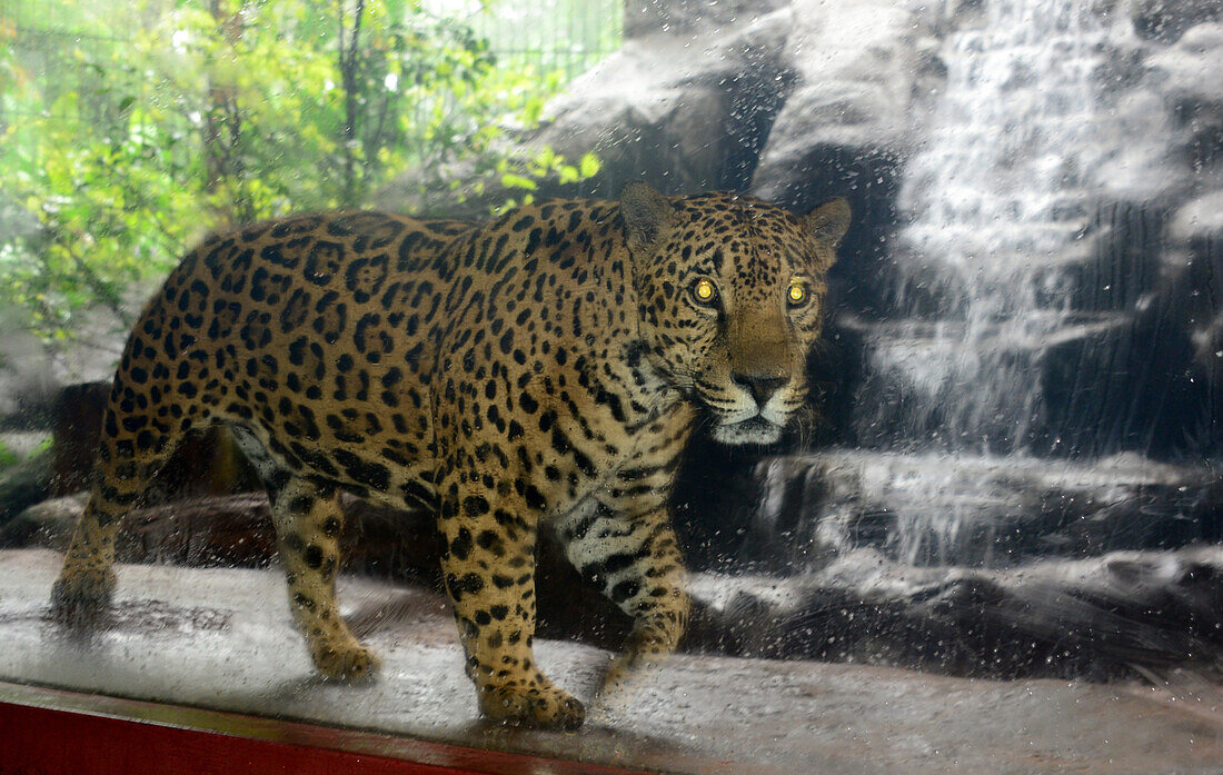 Jaguar at the La Paz waterfalls under the vulcano Poas in the center, Costa Rica