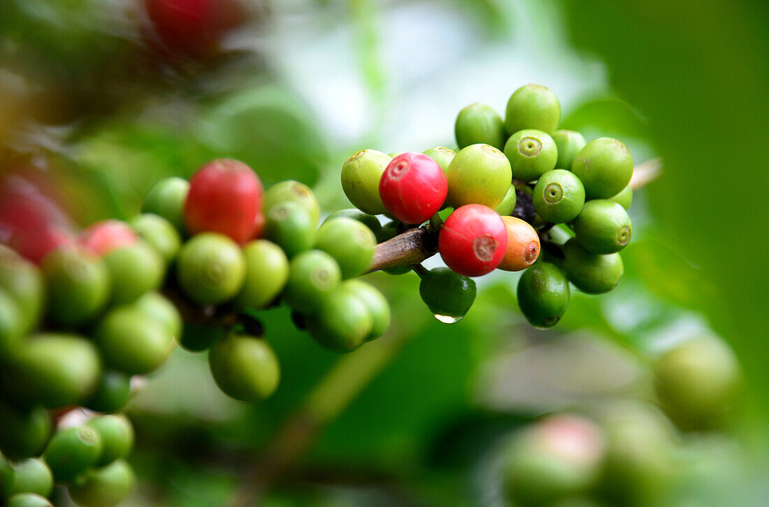 coffee-Farm Don Juan in the rainforestarea Monteverde, Costa Rica