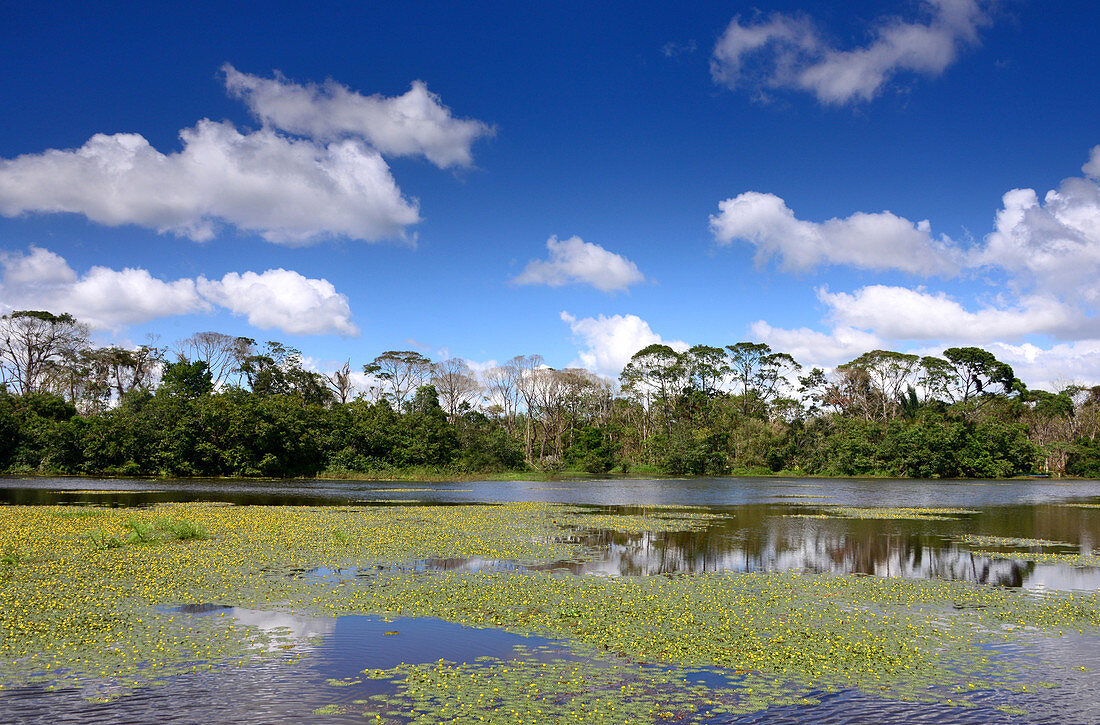 Little lily flower in Cano Negro Wetlands-Naturpark, North-Costa Rica, Costa Rica