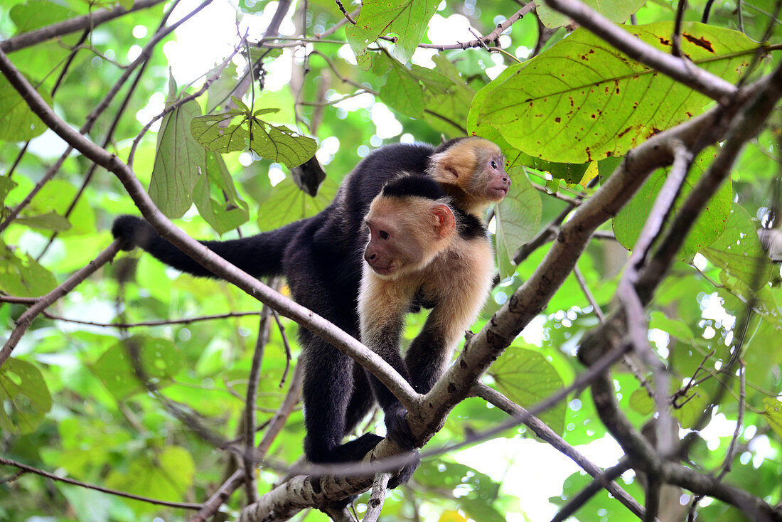 Weißkopfaffen im Tierschutzgebiet Curu bei Tambor, Halbinsel Nicoya, Pazifikküste von Guanacaste, Costa Rica