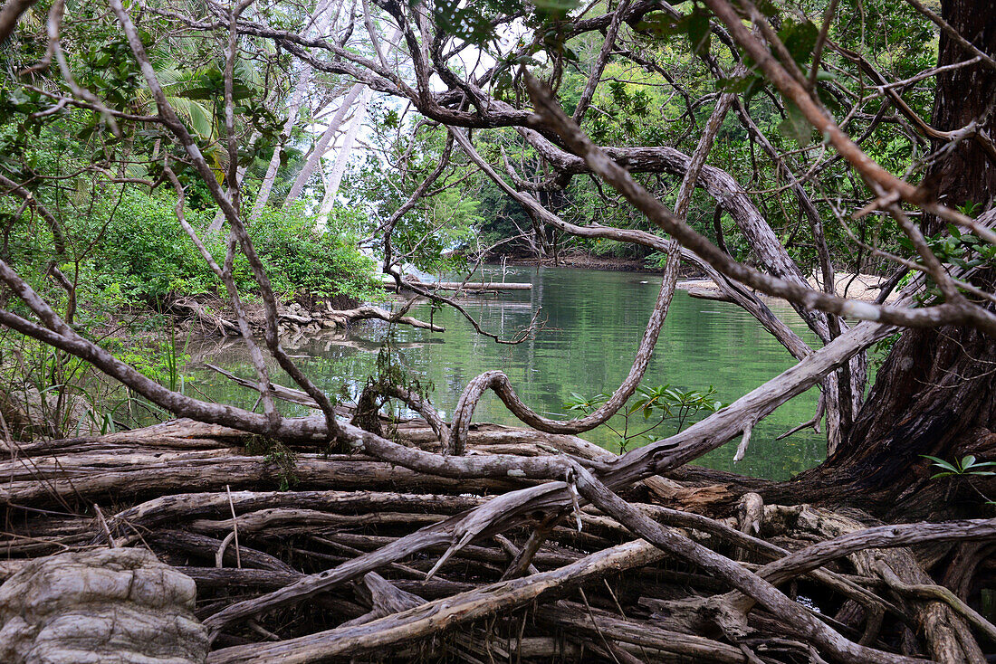 in the wildlife preserve Curu near Tambor, peninsula Nicoya, Pazificcoast of Guanacaste, Costa Rica