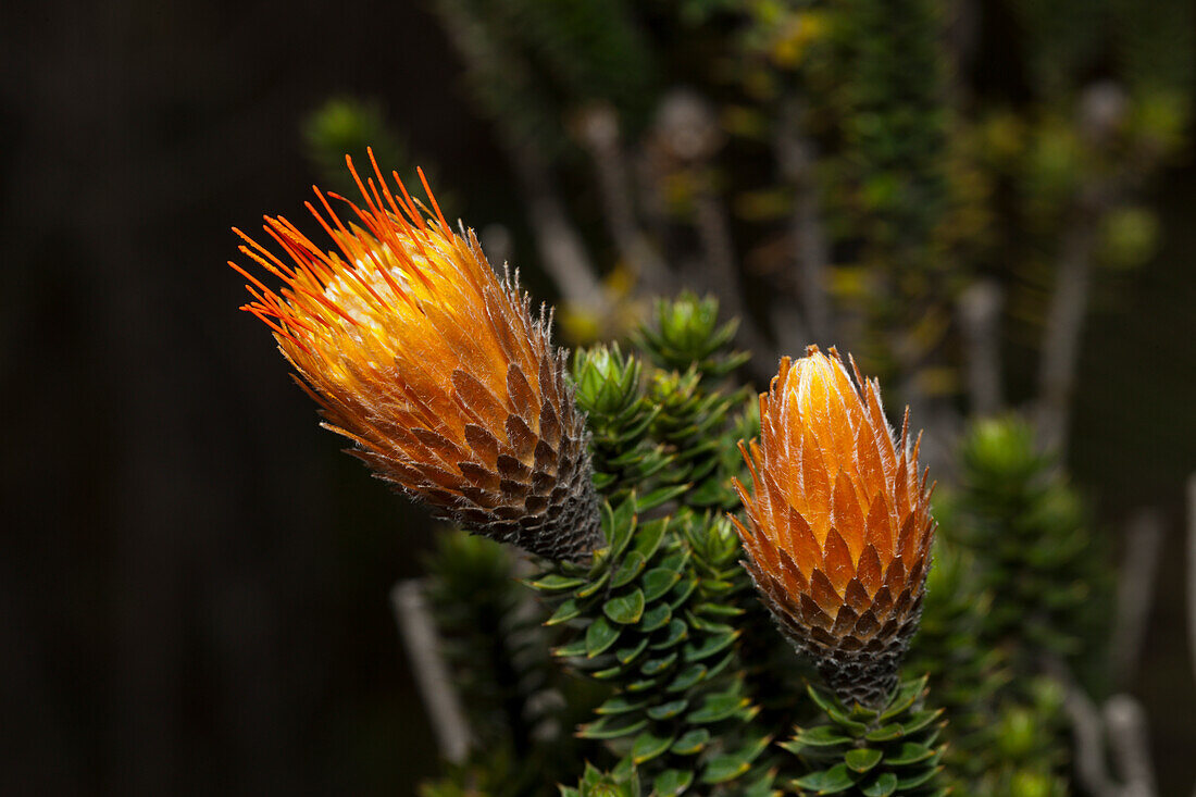 Endemische Chuquiraga Pflanze, Chuquiraga jussieui, Cotopaxi Nationalpark, Galapagos, Ecuador
