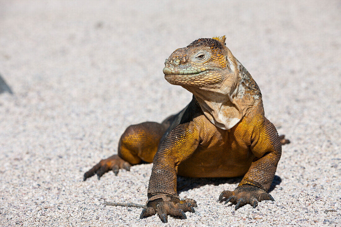 Galapagos Land Iguana, Conolophus subcristatus, North Seymour, Galapagos, Ecuador