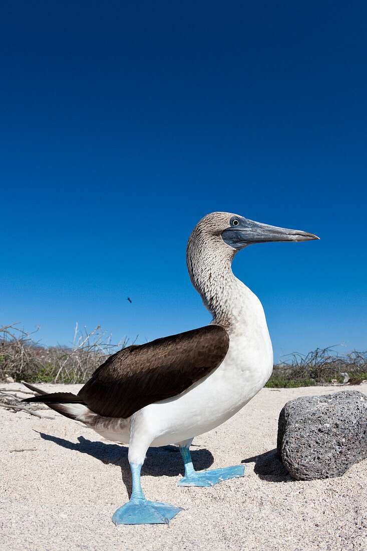 Blue-footed Booby, Sula nebouxii, North Seymour, Galapagos, Ecuador