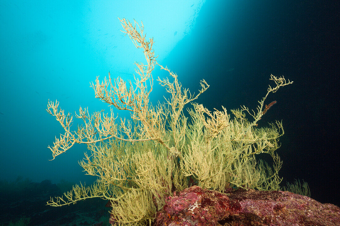 Endemische Schwarze Koralle, Antipathes galapagensis, Cousins Rock, Santiago Island, Galapagos, Ecuador