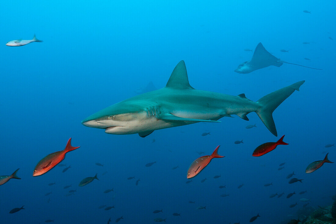 Galapagos Shark, Carcharhinus galapagensis, Wolf Island, Galapagos, Ecuador