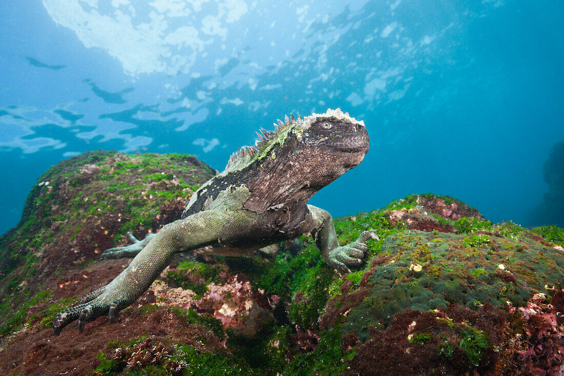 Galapagos-Meerechse, Amblyrhynchus cristatus, Cabo Douglas, Fernandina Island, Galapagos, Ecuador