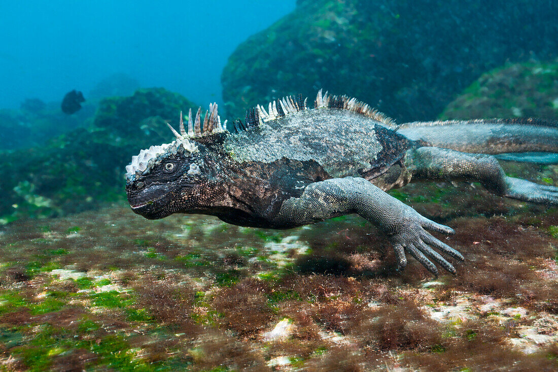 Galapagos-Meerechse, Amblyrhynchus cristatus, Cabo Douglas, Fernandina Island, Galapagos, Ecuador