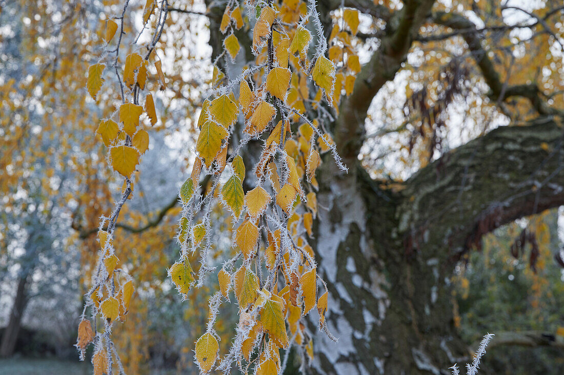 Raureif an Birkenblättern, Deutschland