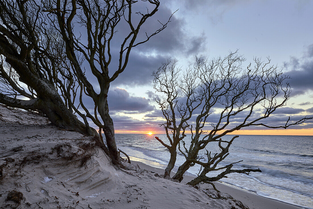 Sunset at Weststrand, Darss, Baltic sea coast, Mecklenburg Vorpommern, Germany