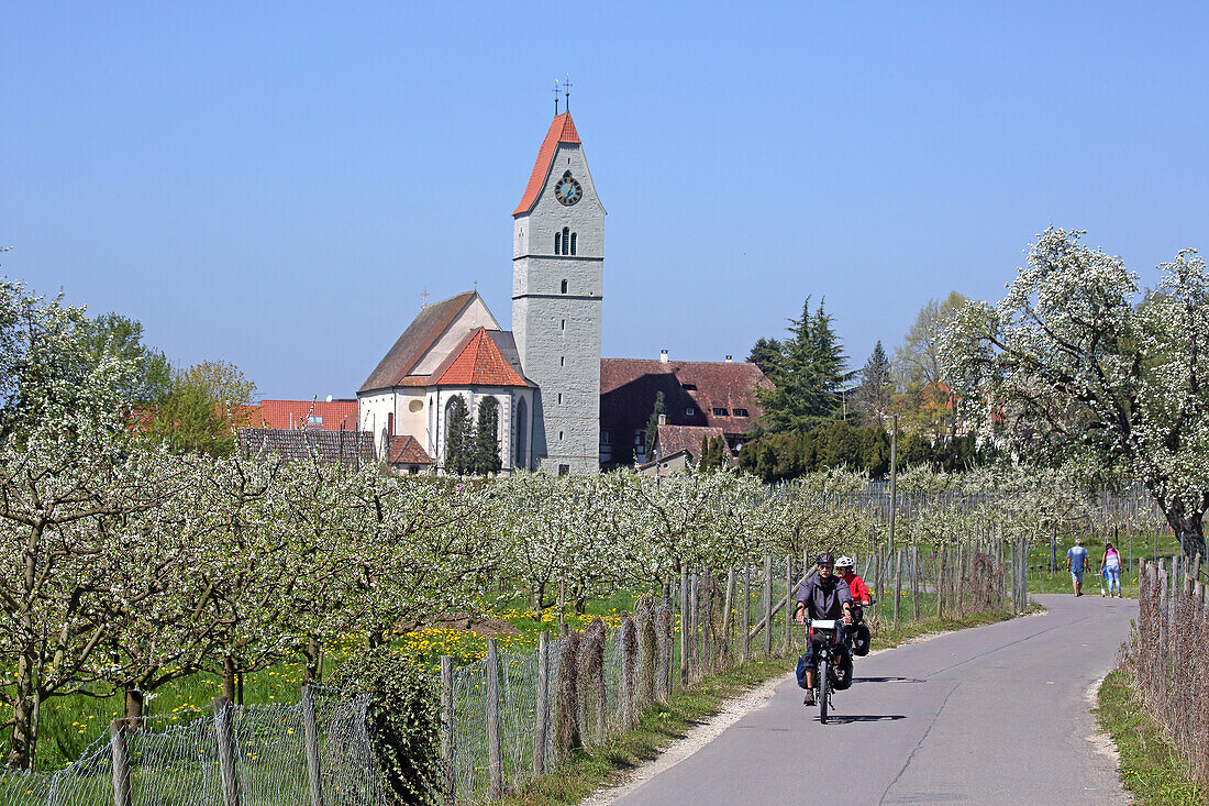 Radfahrer in Obstplantagen bei Hagnau, Baden-Württemberg