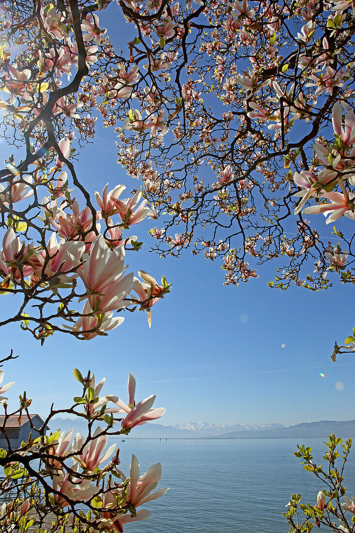 Magnolienbau, am Bodensee, Wasserburg am Bodensee, Baden-Württemberg