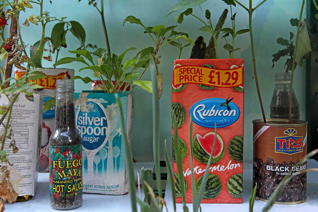 Plants in cans, Chelsea Physics Garden, London, Great Britain