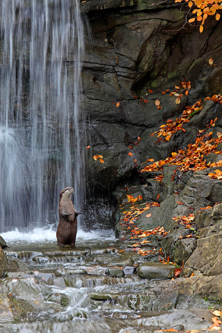 Otter and waterfall, Wetland Centre, Hammersmith, London, Great Britain