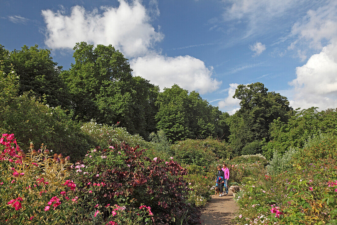 Rose garden, Hyde Park, Westminster, London, Great Britain