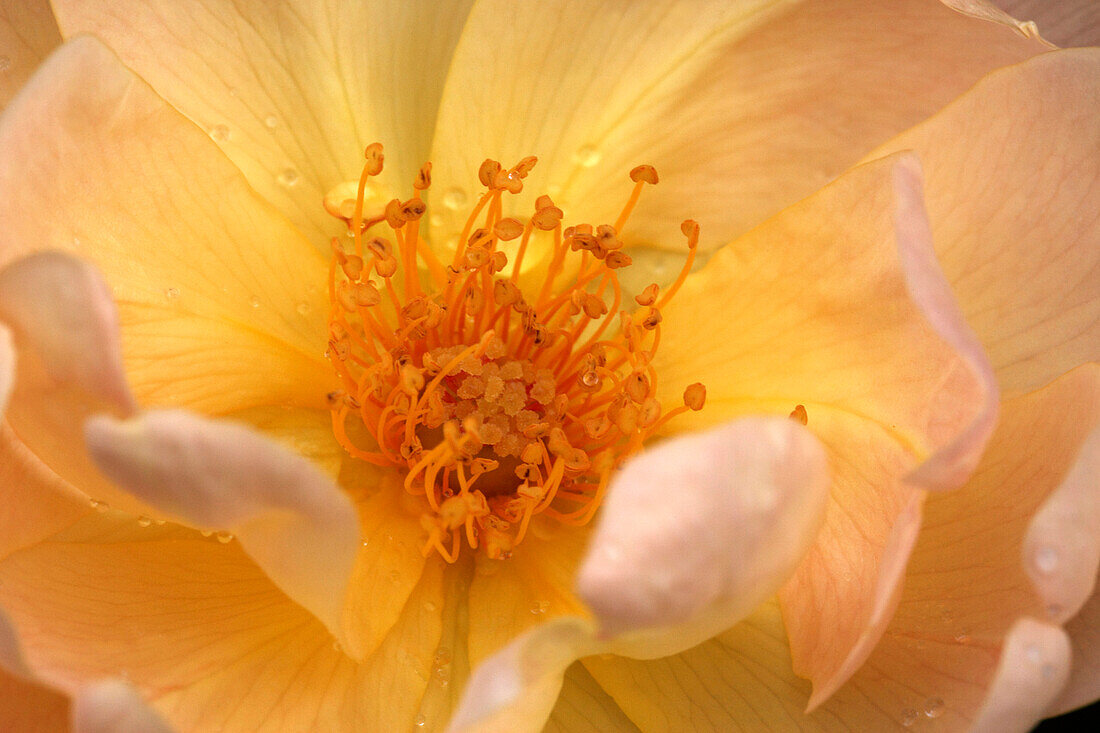 Blüte einer Rose, Rosengarten, Hyde Park, London, England