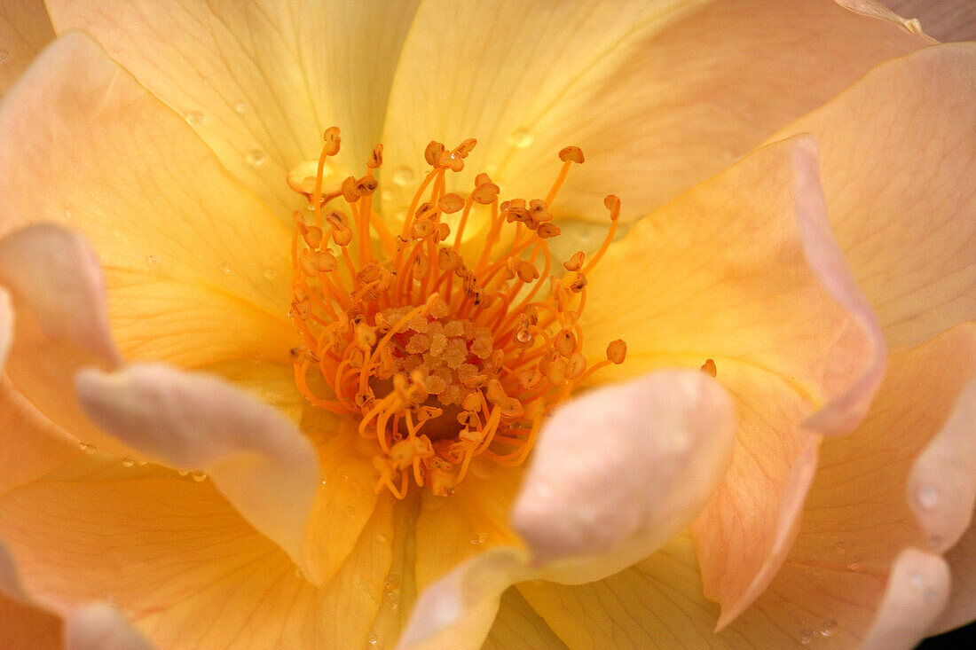 Flower of a rose, Hyde Park, London, Great Britain