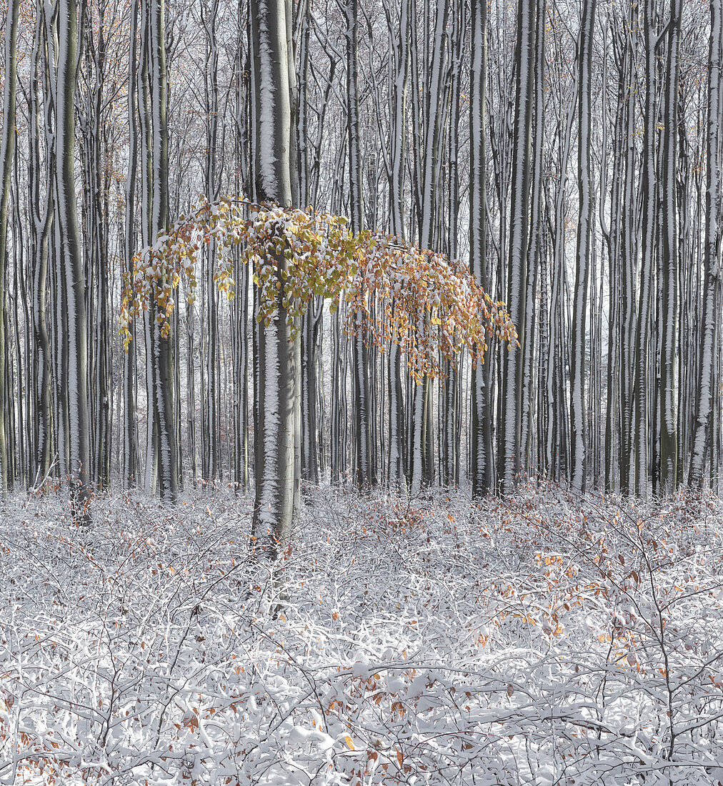 verschneite Buchen im Wienerwald, Niederösterreich, Österreich