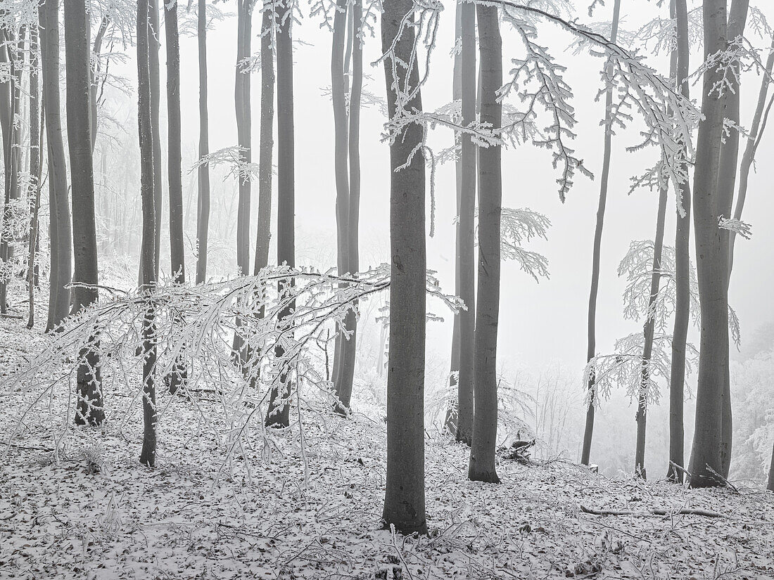 Buchen, Raureif, Nebel, Badener Lindkogel, Wienerwald, Niederösterreich, Österreich