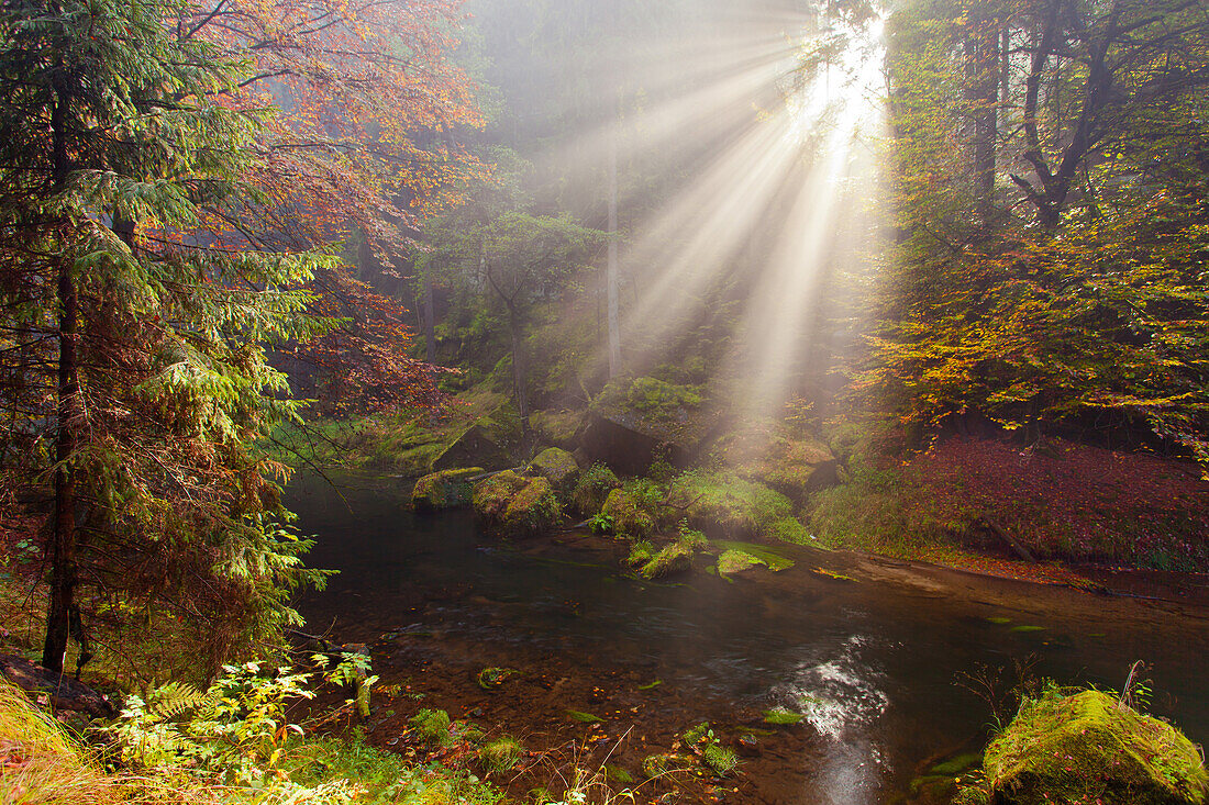 Sonne, Sonnenstrahlen, Wald, Herbst, Laubfärbung, Böhmische Schweiz, Tschechische Republik