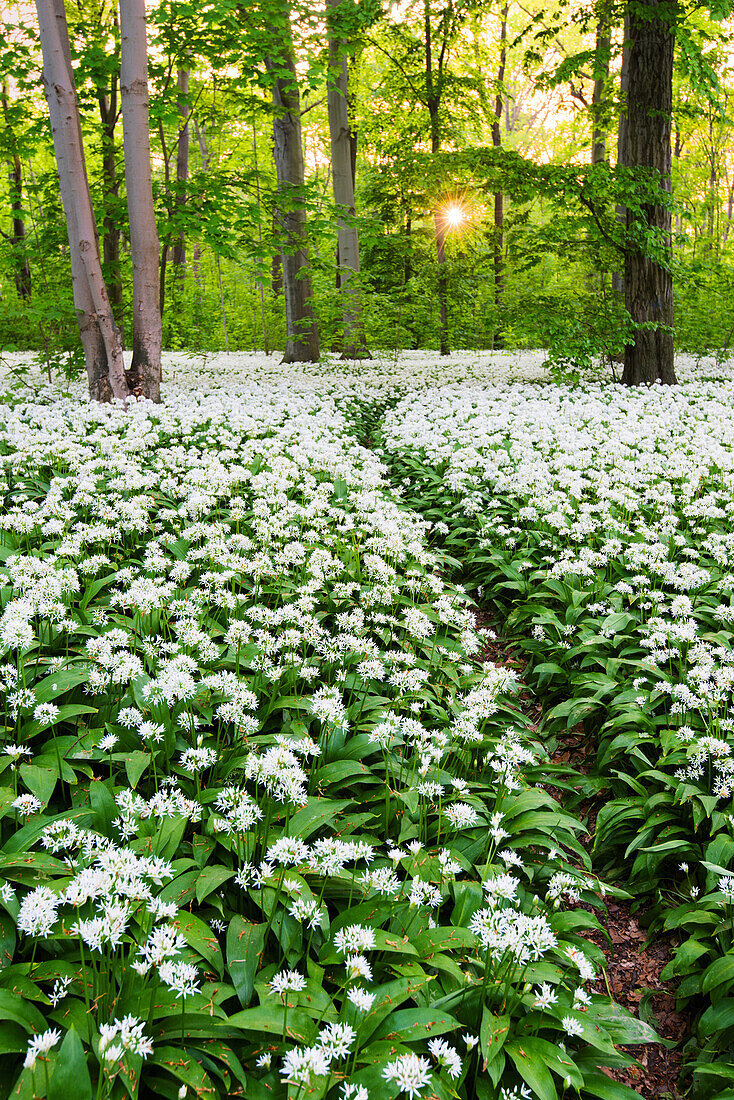 Sonne, Wald, Bärlauch, Wildblumen, Weg, Frühling, Leipzig, Deutschland