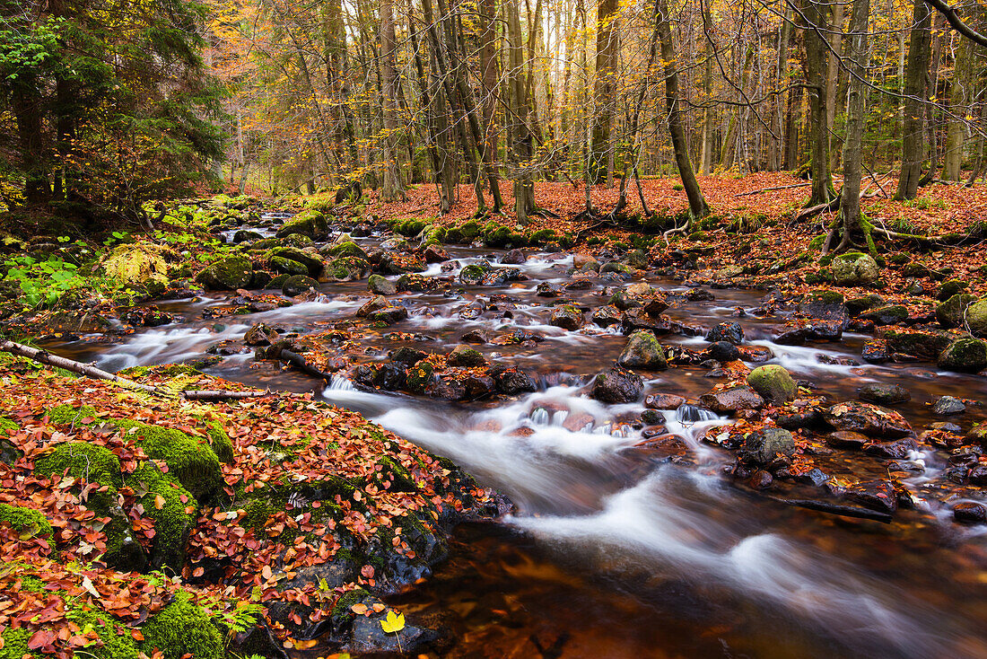 Forest, Autumn, River, Cold Bode, Elendstal, Harz, Germany