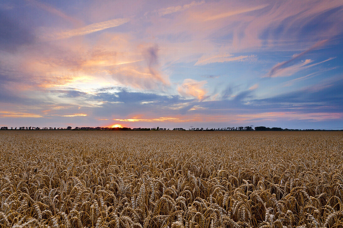 Sommer, Feld, Korn, Sonnenuntergang, Sachsen, Leipzig, Deutschland, Europa