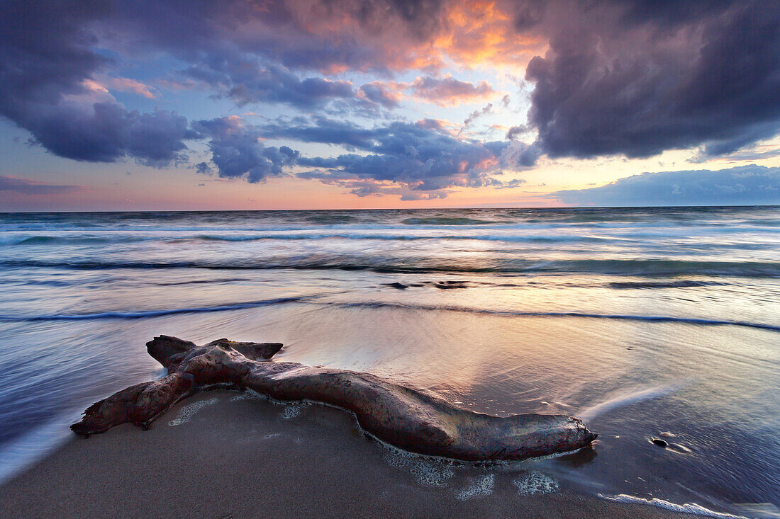 Trunk, Sunset, Coast, Baltic Sea, Mecklenburg, Germany, Europe