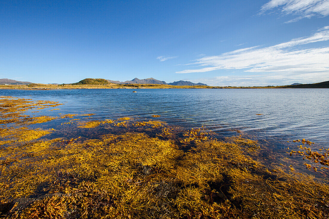 See, Fjord, Bucht, Algen, Sommer, Vestvagoya, Lofoten, Norwegen, Europa