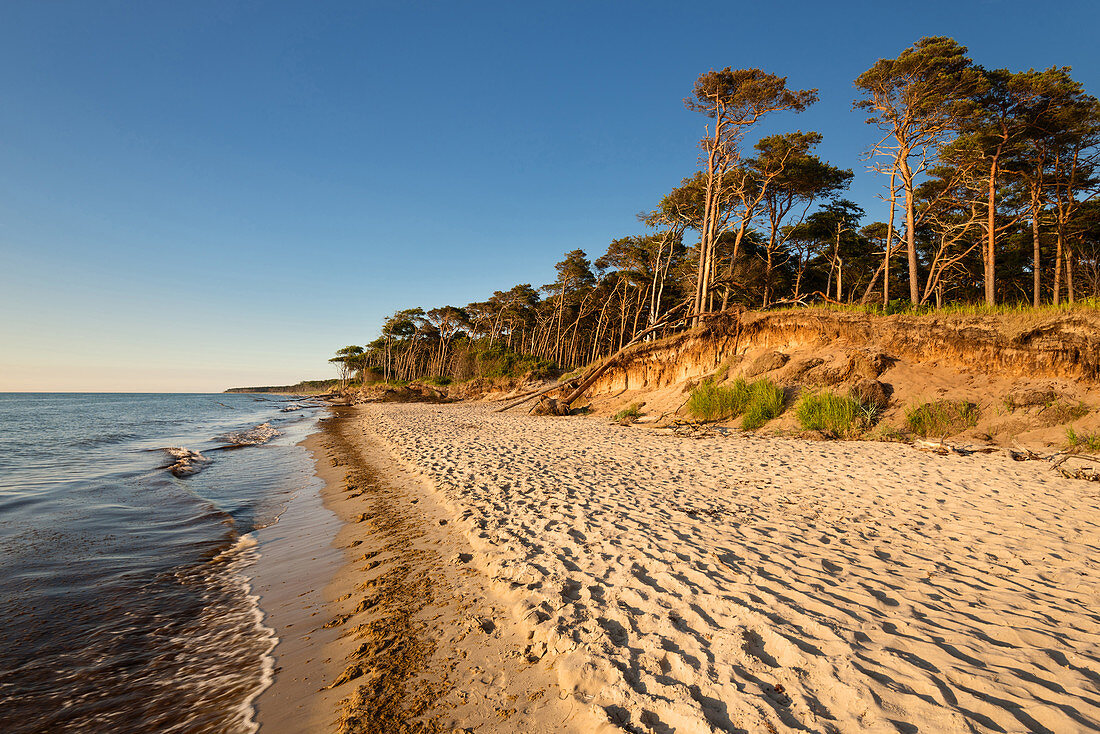 Sommer, Strand, Weststrand, Goldene Stunde, Ostsee, Mecklenburg-Vorpommern, Deutschland, Europa