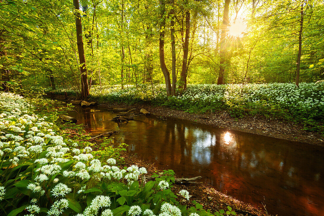 Sun, Forest, River, Bears Garlic, Wildflower, Spring, Park, Leipzig, Germany, Europe