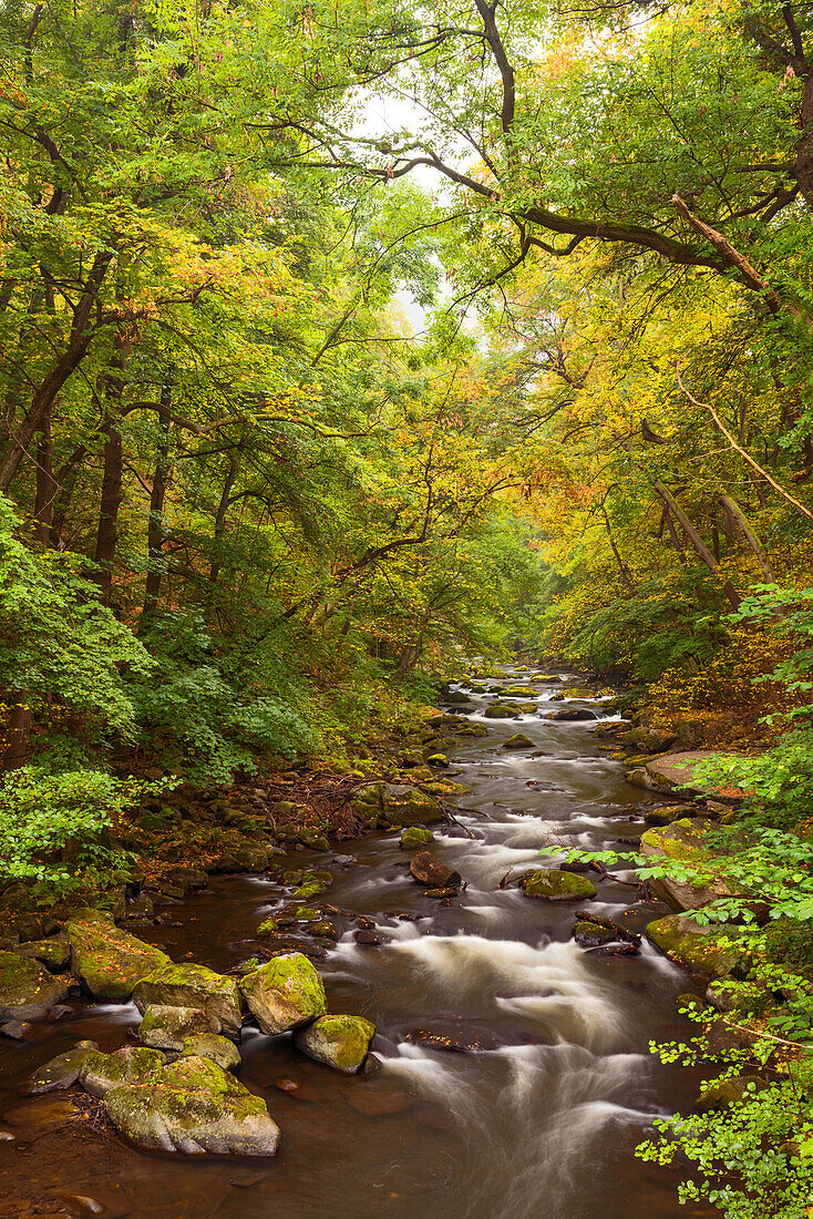 Bode, Bodetal, Fluss, Wald, Laubfärbung, Herbst, Harz, Sachsen-Anhalt, Deutschland, Europa