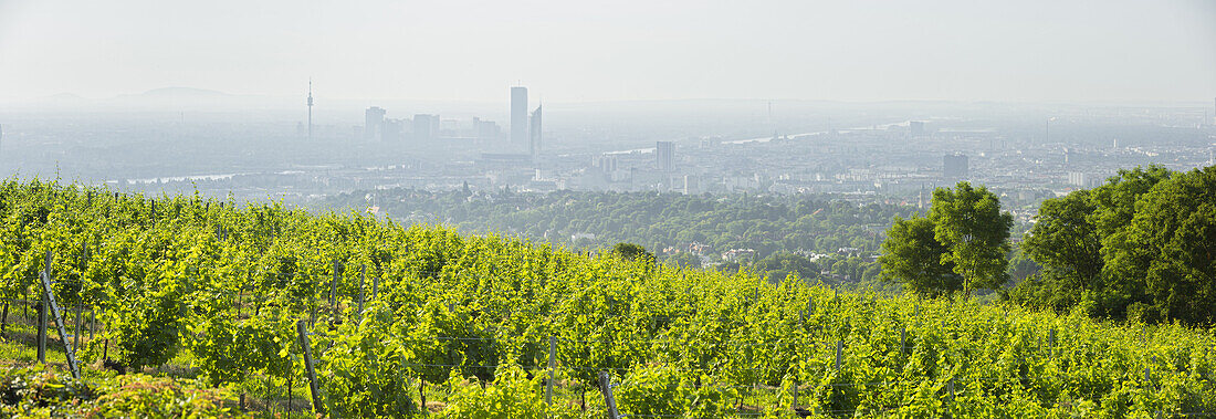 View over Vienna from Cobenzl, Cobenzl Winery, Donauturm, 19th district, Döbling, Vienna, Austria
