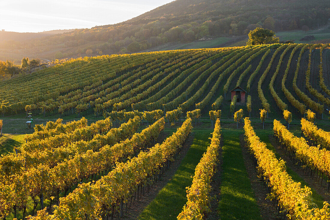 Autumnal vineyards in the Termenregion, Baden near Vienna, industrial district, Lower Austria, Austria