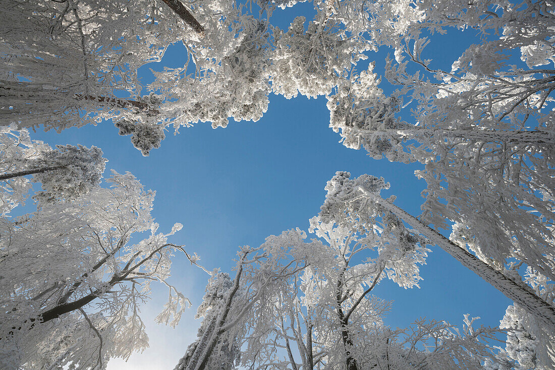 Raureif in the Wienerwald, Badener Lindkogel, Lower Austria, Austria