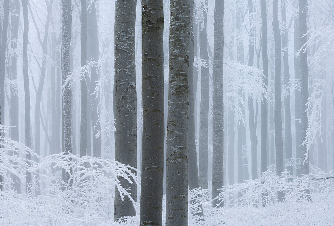 Buchen, Raureif, Nebel, Badener Lindkogel, Wienerwald, Niederösterreich, Österreich