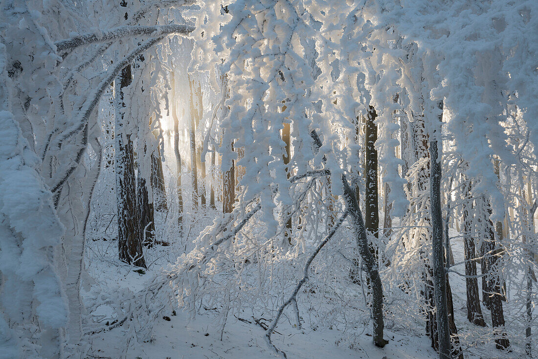 Evening sun, hoarfrost in the Wienerwald, Badener Lindkogel, Lower Austria, Austria