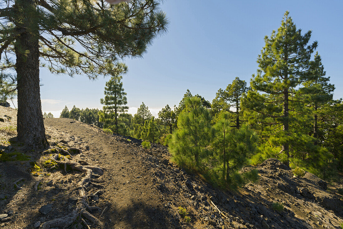 Wanderweg im Parque Natural Cumbre Vieja, im Hintergrund die Caldera de Taburiente, Insel La Palma, Kanarische Inseln, Spanien
