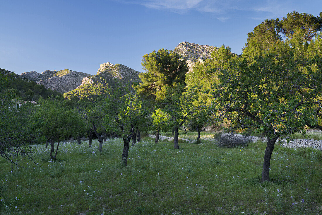 Mandelbäume bei Sant Elm, Mallorca, Balearen, Spanien