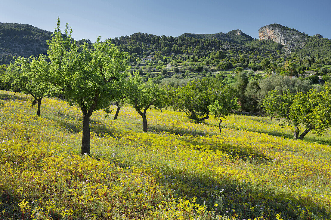 Mandelbäume, Alaro, Mallorca, Balearen, Spanien