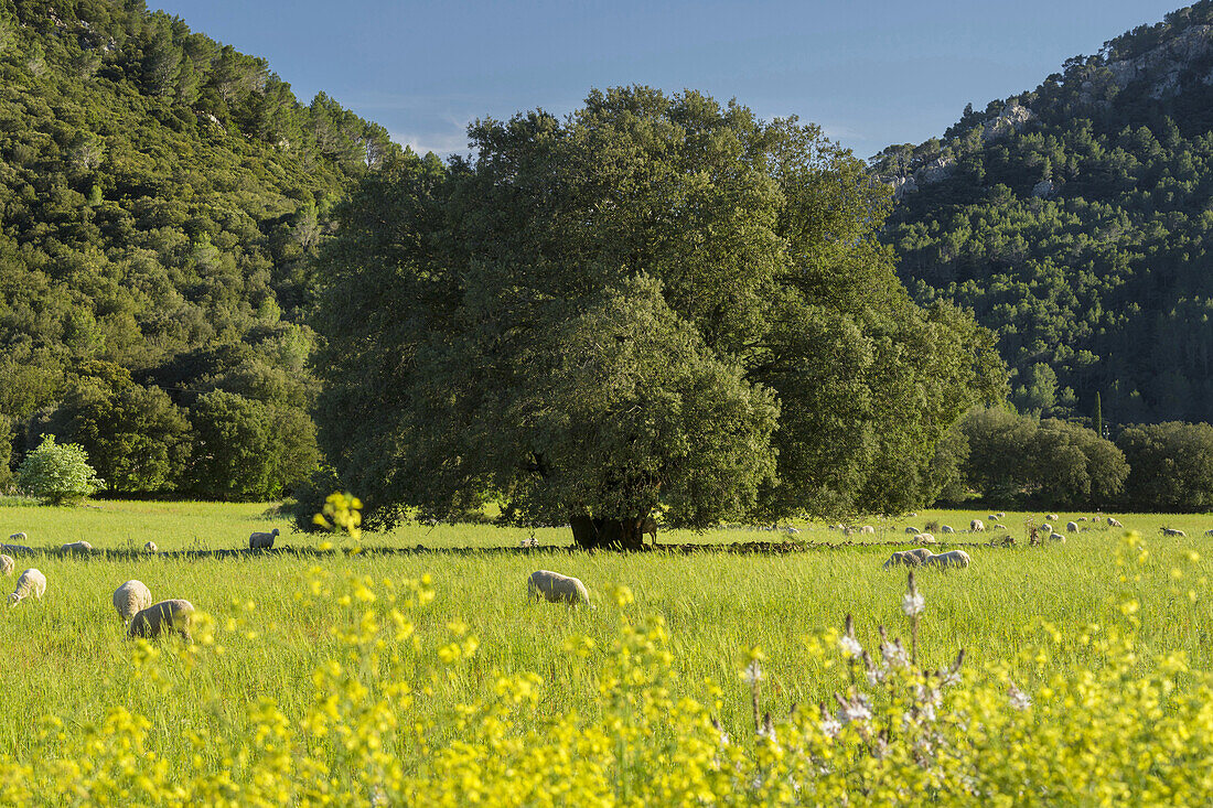 Schafweide bei Orient, Mallorca, Balearen, Spanien