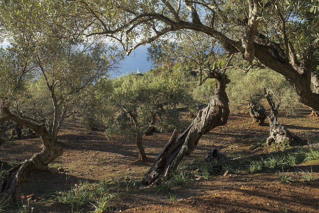 Olive grove at Son Marroig, Deia, Mallorca, Balearics, Spain